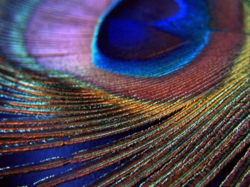 Peacock's Crowning Beauty, best, nice, lovely, feather, HD wallpaper | Peakpx Peacock's Crowning Beauty, best, nice, lovely, feather, HD wallpaper | Peakpx