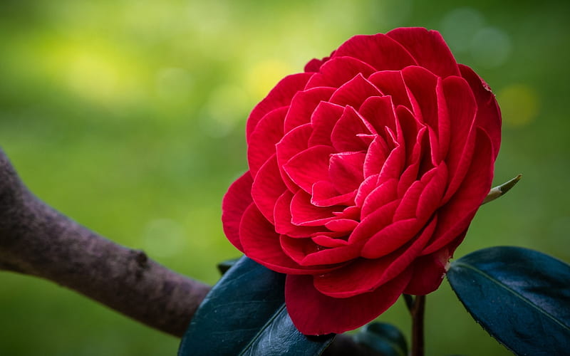 Camellia, Macro, Red, Flower, HD wallpaper