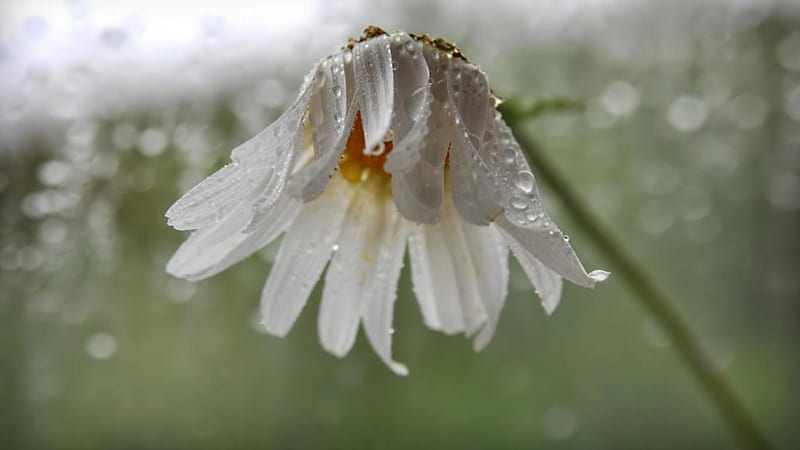 camomile rain, flower, rain, white, camomile, HD wallpaper