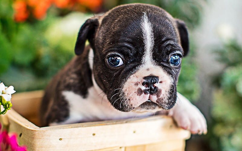 small french bulldog, puppy, dogs, close-up, puppy with blue eyes, french bulldog, pets, cute animals, bulldogs, HD wallpaper