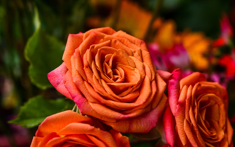 orange roses buds, close-up, orange flowers, roses, HD wallpaper
