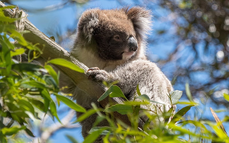 Koala, tree, eucalyptus, marsupials, Australia, wildlife, HD wallpaper