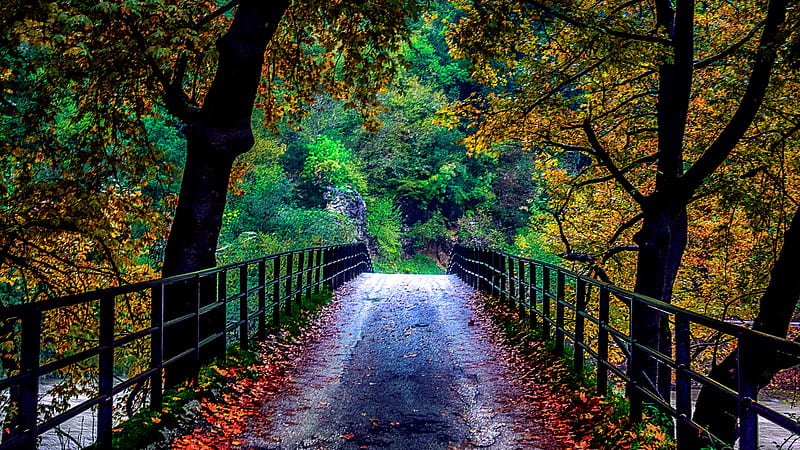 Beautiful Bridge Between Colorful Autumn Trees Towards Forest Nature, HD wallpaper