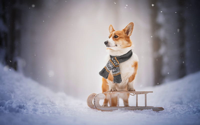 Pembroke Welsh Corgi, scarf, snow, dog, sledge, HD wallpaper