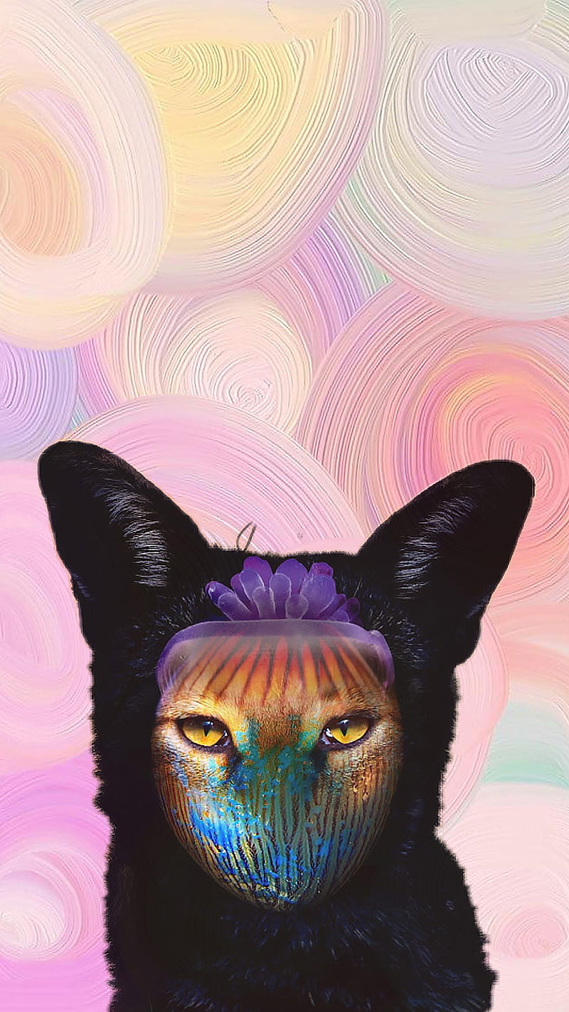 galantis cat, cat, galantis, rainbow, HD phone wallpaper