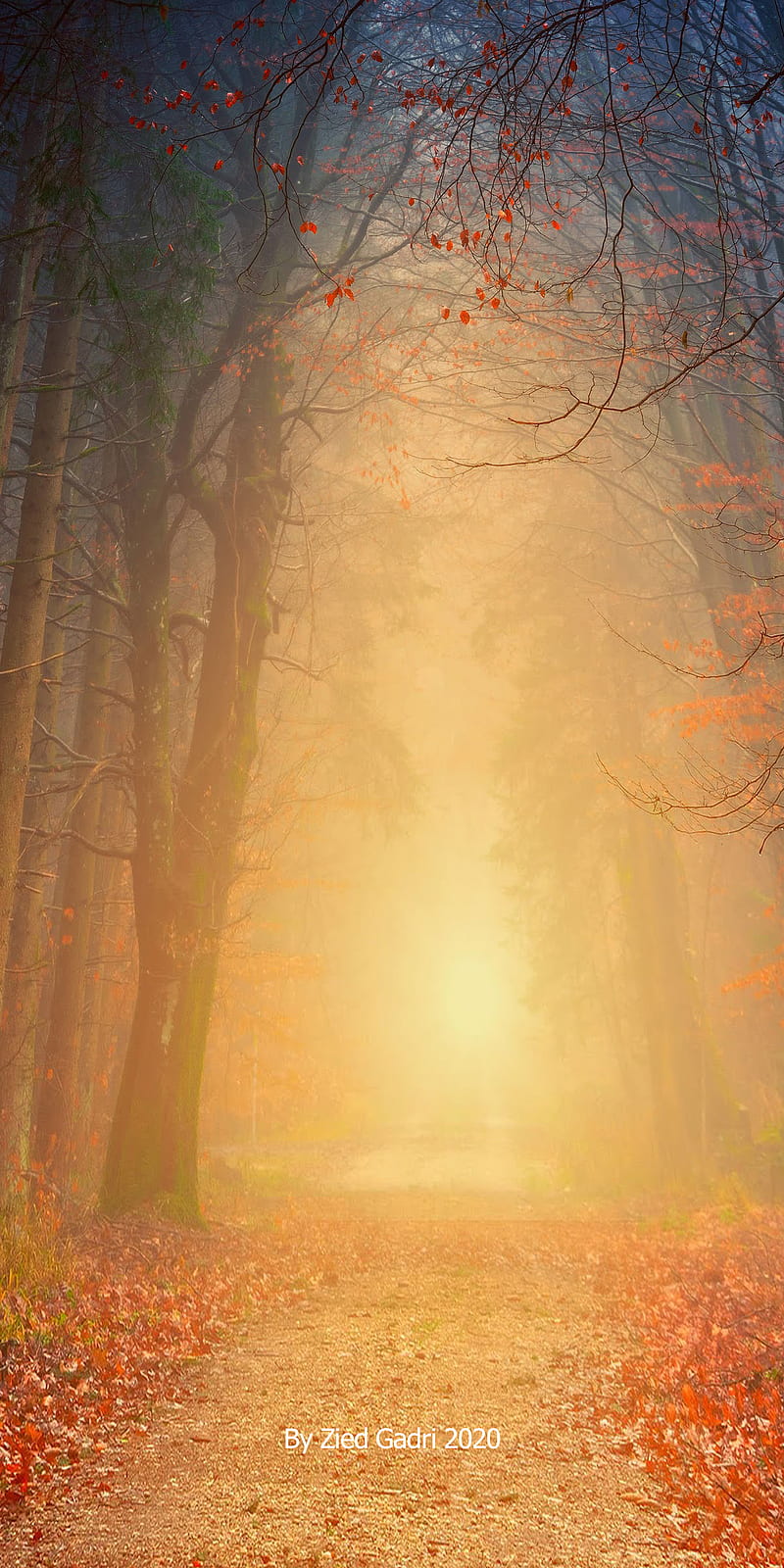 Bosque, color, lleno, tierra, luz, magia, Fondo de pantalla de teléfono HD  | Peakpx