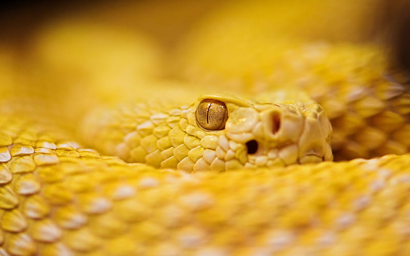 Snake, animals, eyes, rattle, yellow, HD wallpaper