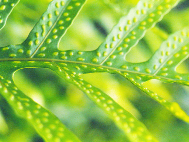 Avalon Leaf, limb, verde, nature, folha, leaf, green, nature, avalon, sheet, HD wallpaper