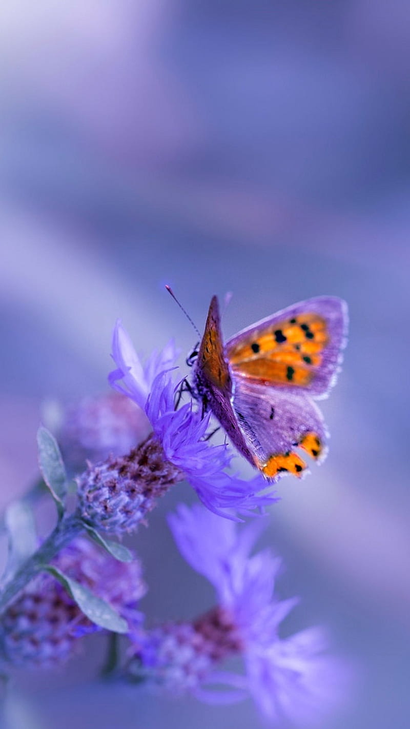Butterfly on flower , purple, blossom, HD phone wallpaper