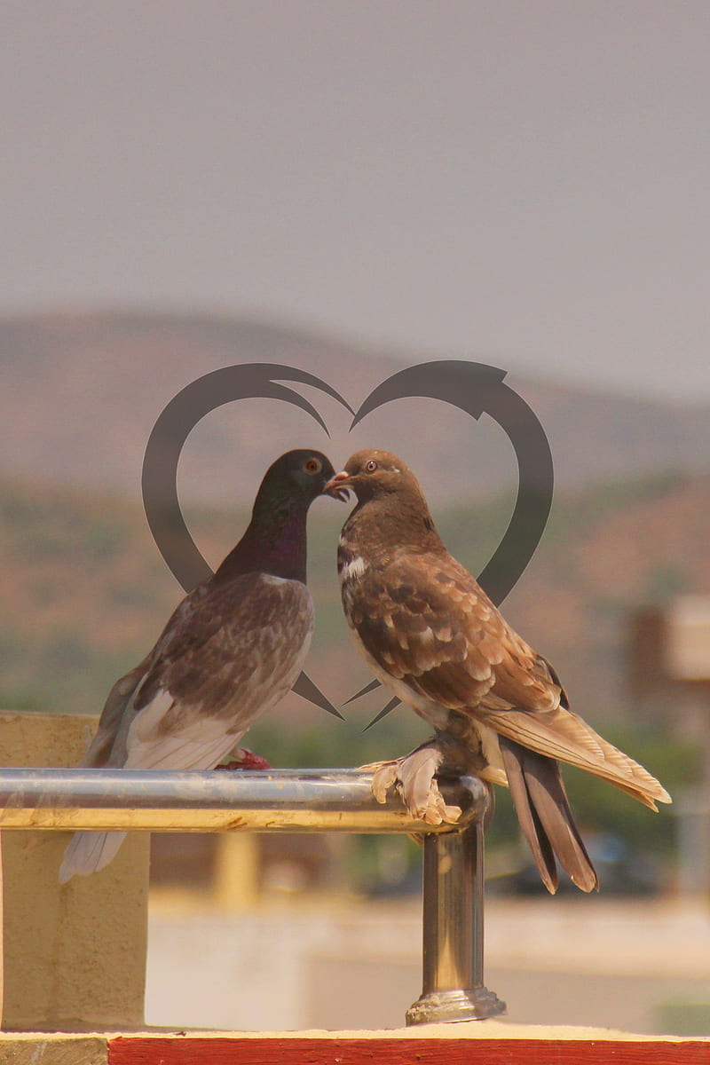 LENSBUG , birds, dove, , love, love , owls, graphy, pigeon, HD phone wallpaper