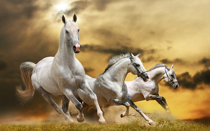 Wilde White Horses, Running White Horse, HD wallpaper