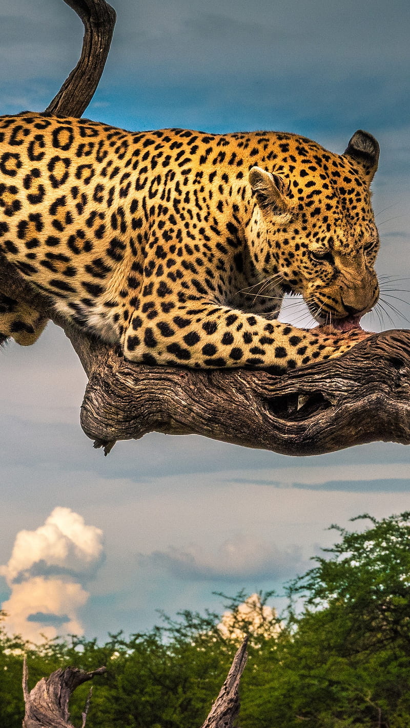 Leopard licking , animal, wild animal, wildlife, predator, HD phone wallpaper