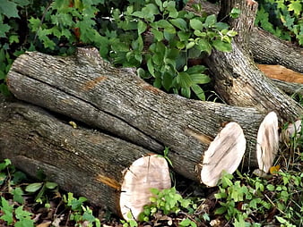 Wood Log stock image. Image of nature, wood, wooden, bark - 28312735
