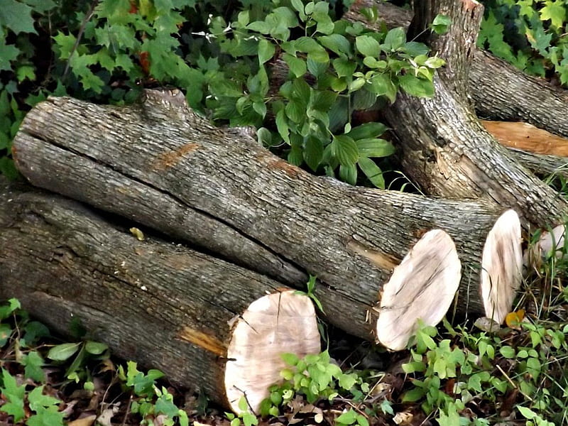 wooden logs, logs, green, bark, wood, HD wallpaper