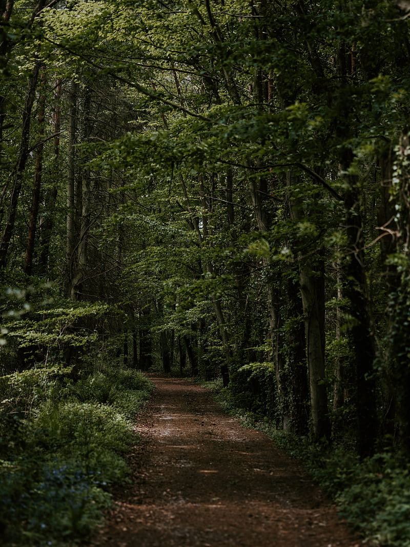 forest, trees, trail, turn, vegetation, HD phone wallpaper
