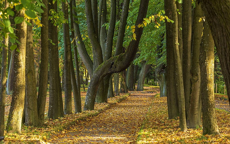 Avenue in Park, avenue, autumn, park, trees, HD wallpaper
