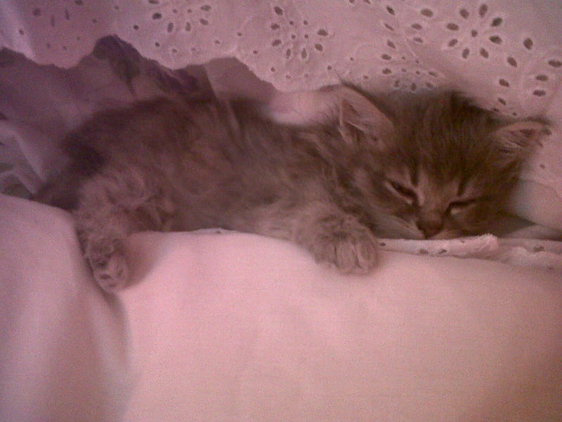 kitten sleeping, babies, cat, kitten, animal, HD wallpaper