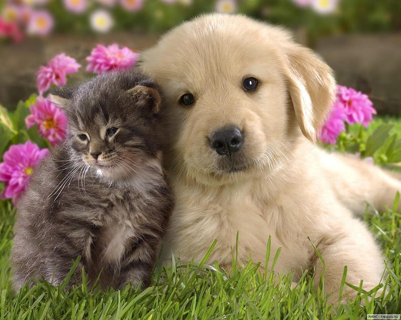 Love, cats, animals, dog, HD wallpaper | Peakpx