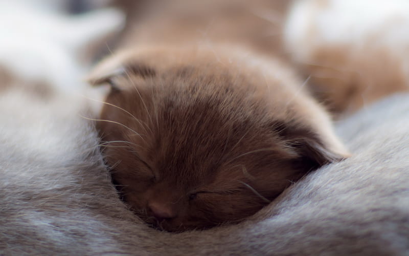 gray kitten, close-up, pets, sleeping kitten, cats, domestic cats, cute animals, HD wallpaper