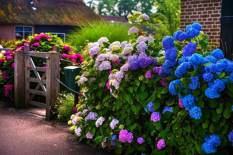 Colorful Hydrangea At The Gate, lovely, Netherlands, houses, colors, bonito, spring, urban, flowers, garden, HD wallpaper
