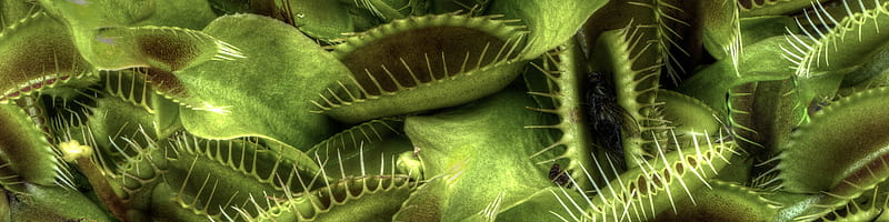 The icky, sticky and quite tricky world of predatory plants, Carnivorous Plant, HD wallpaper
