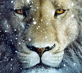 Narnia Lion HD Wallpapers - Wallpaper Cave