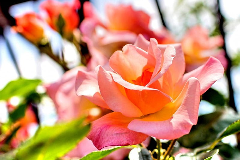 LOVELY ROSE PETALS, rose, closeup, leaves, macro, plants, flower, nature, petals, creamy, pink, HD wallpaper