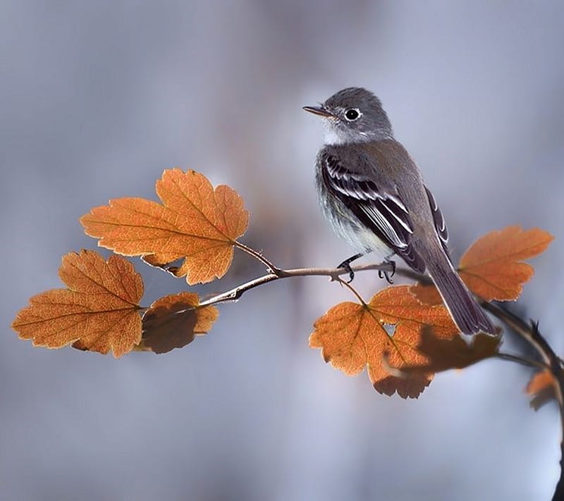 Lonely Bird, HD wallpaper | Peakpx