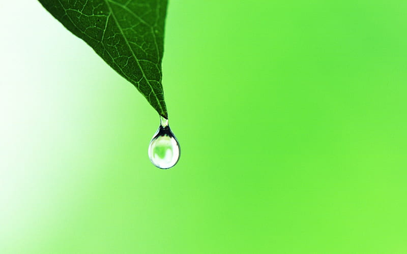23 dewdrop hanging on leaf tip-close up leaf, HD wallpaper
