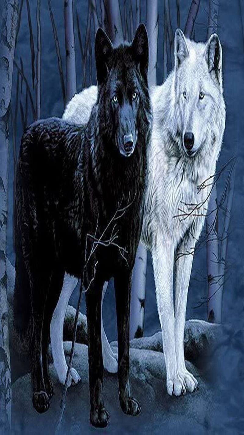 Wolves, black wolf, white wolf, HD phone wallpaper
