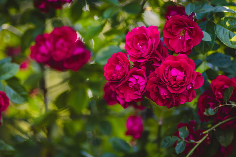 Red Roses, garden, summer, flowers, nature, roses, pretty, red, floribunda, grpahy, U, bush, HD wallpaper
