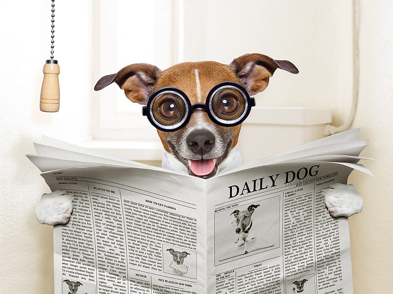 Good morning!, glasses, caine, bath, jack russell terrier, funny, morning, paper, white, dog, HD wallpaper