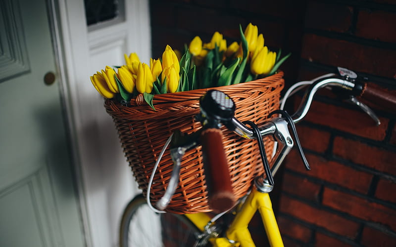 bike, tulips, yellow flowers, yellow tulips, HD wallpaper
