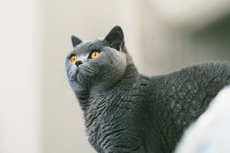 cat, british, gray, curiosity, fur, HD wallpaper
