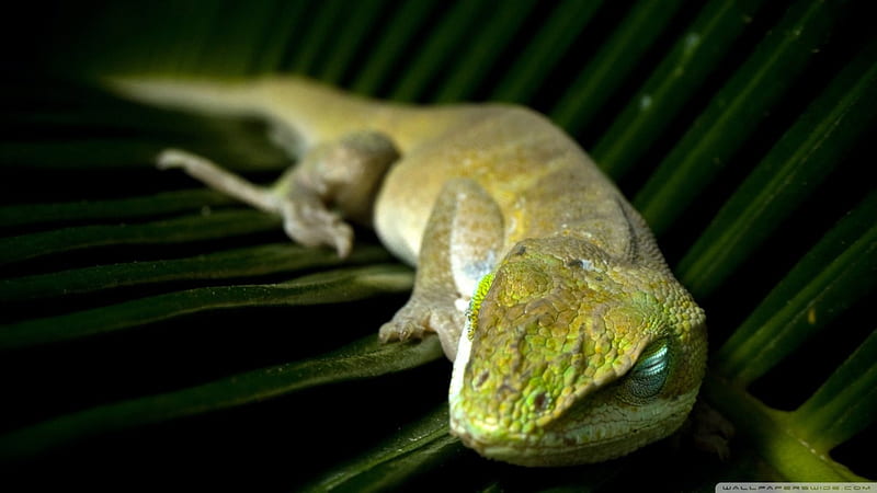 sleeping lizard, lizard, green, reptile, leaf, HD wallpaper
