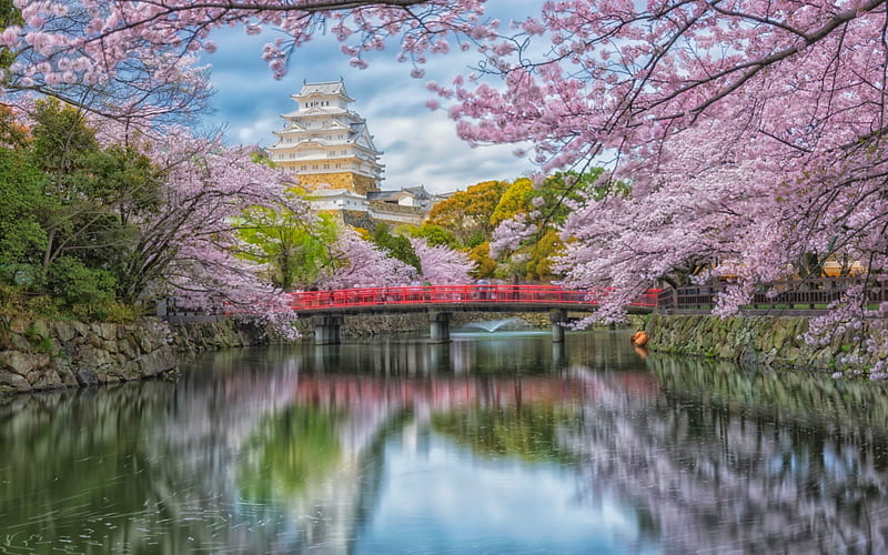 Spring in Japan, Bloom, Trees, Cherry blossom, River, HD wallpaper | Peakpx