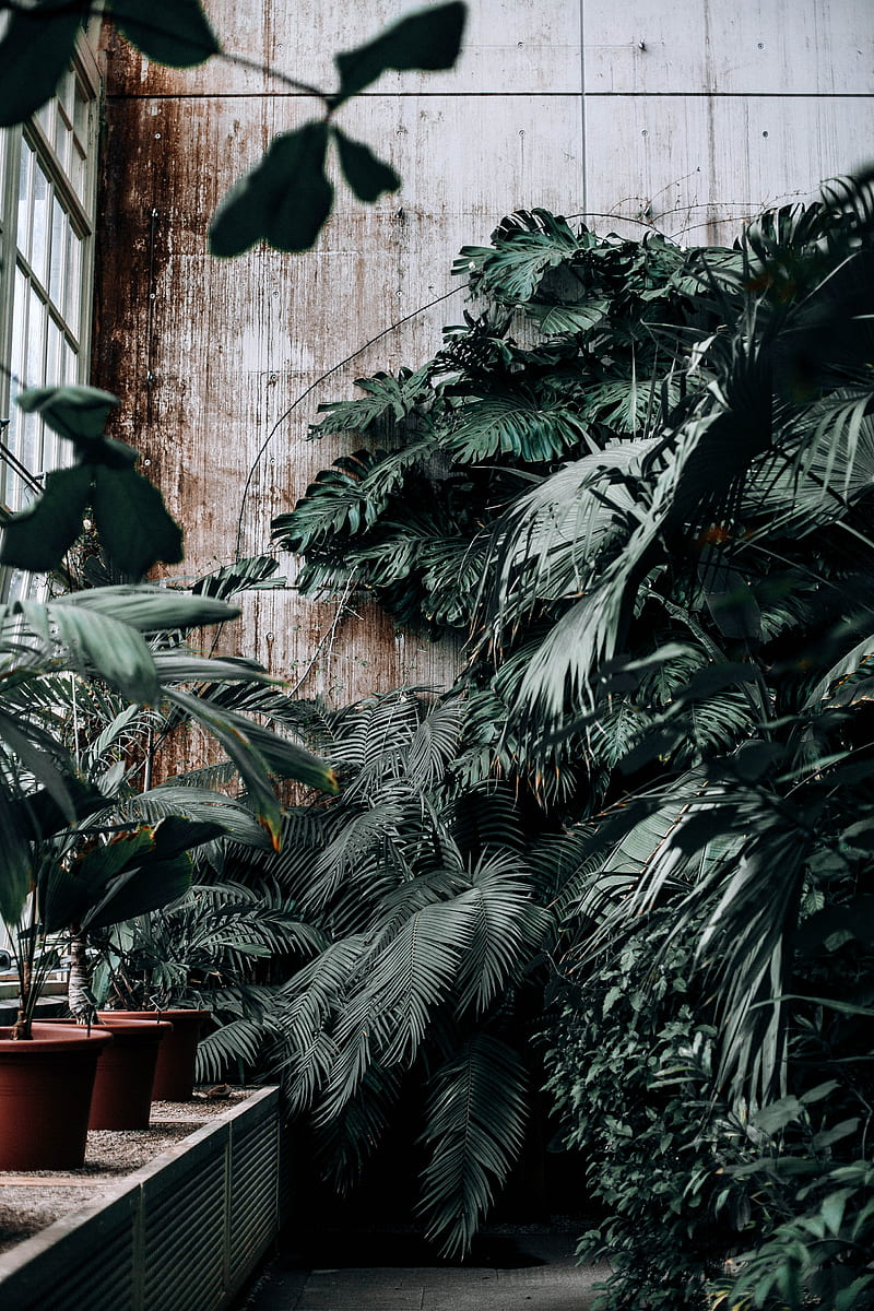 several plants inside green house, HD phone wallpaper