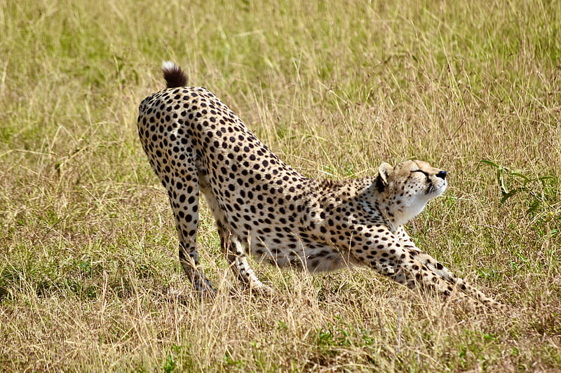 cheetah, big cat, predator, grass, HD wallpaper