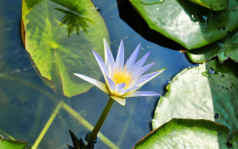 white water lily-flowers, HD wallpaper