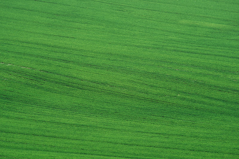 field, grass, lawn, green, HD wallpaper