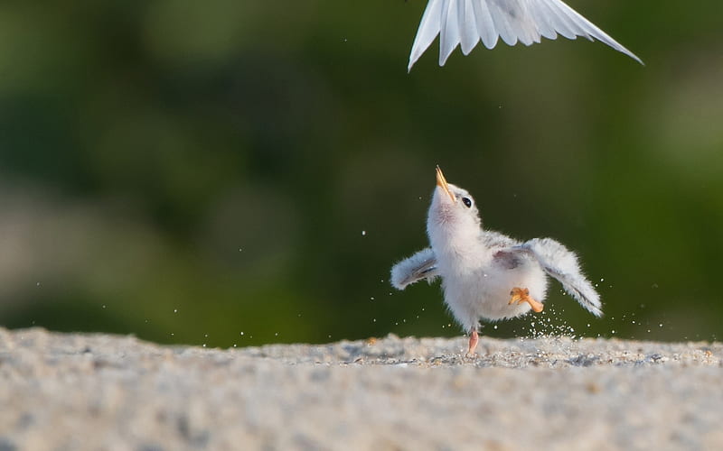 Wait for me!, cute, bird, feather, pasare, funny, white, chick, HD wallpaper