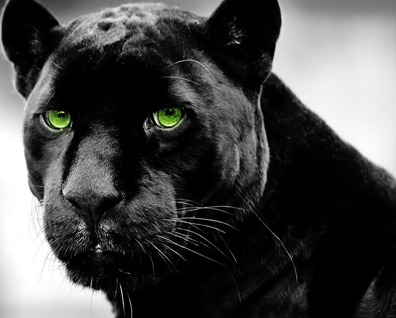 Panther, animal, black, cat, dark, green eyes, savage, HD wallpaper