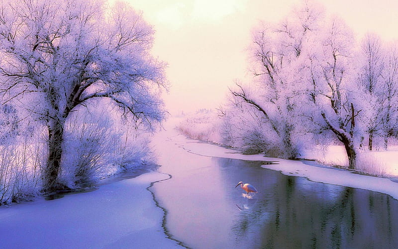 Scenic Winter, snow, flamingo, ice, river, trees, HD wallpaper | Peakpx