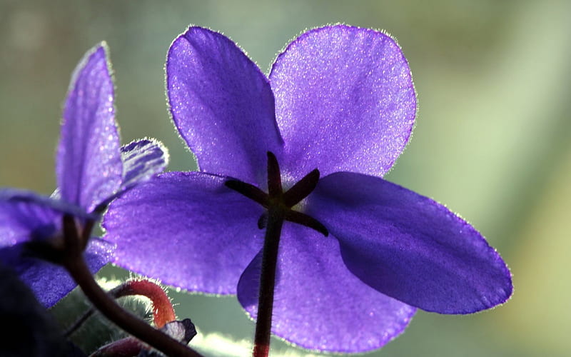 African Violet, pretty, purple, african, plants, flowers, nature, violet, floral, HD wallpaper