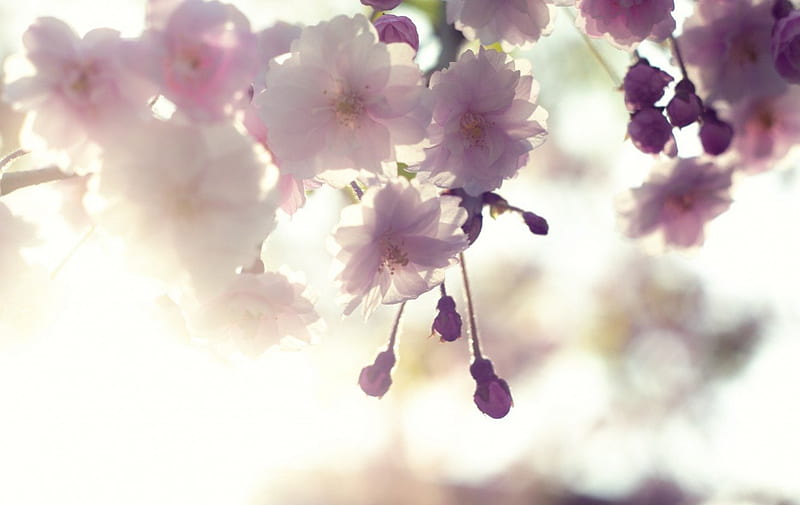 Cherry Blossom, sakura, flowers, makro, nature, pink, HD wallpaper