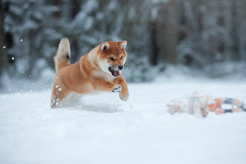 Dogs, Akita, Dog, Pet, Snow, Winter, HD wallpaper