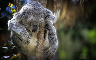 koala wallpaper windows 7