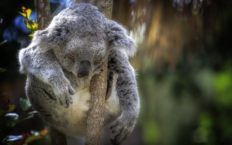 Sleeping Koala, wildlife, cute animals, Koala on tree, funny animals, Koala, Phascolarctos cinereus, HD wallpaper