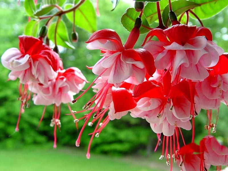 *** Fuchsia ***, fuksja, rozowa, kwiaty, nature, HD wallpaper