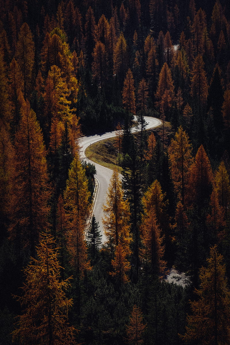 Yol orman, autumn, landscapes, HD phone wallpaper